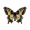 Butterfly-dead-commonyellowswallowtailfemale.png