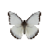 File:Butterfly-dead-chocolatealbatrossdryseasonmale.png