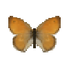 Butterfly-dead-smallheathmale.png