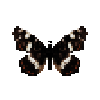Butterfly-dead-mapbutterflymalesummerform.png