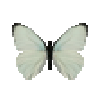 File:Butterfly-dead-tropicalwhitemale.png
