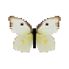 Butterfly-dead-southerndogfacewhitefemale.png