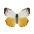 Butterfly-dead-orangeemigrantfemale.png