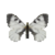 Butterfly-dead-cloudedapollomale.png