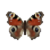 Butterfly-dead-peacock.png