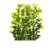 Flower-woad.png