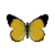 Butterfly-dead-goldenjezebelmale.png