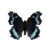 Butterfly-dead-blueadmiral.png