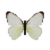 Butterfly-dead-tropicalwhitedryseasonfemale.png