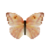 Butterfly-dead-largeorangesulphurfemale.png
