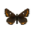 Butterfly-dead-northernbrownargusfemale.png