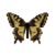 Butterfly-dead-commonyellowswallowtailmale.png