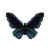 Butterfly-dead-ornithopterapriamusmiokensismale.png