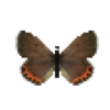 Butterfly-dead-acmonbluefemale.png