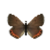 Butterfly-dead-acmonbluefemale.png