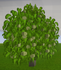 Плодоносящее гранатовое дерево
