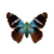 Butterfly-dead-twobarredflasher.png