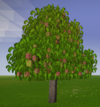 Манговое дерево со спелыми плодами