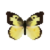Butterfly-dead-southerndogfacemale.png