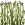 Flax-Normal9.png