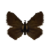Butterfly-dead-northernbrownargusmale.png