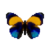 Butterfly-dead-dottedglory.png