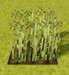 Flax-fully-grown-crop.png