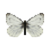 Butterfly-dead-greenveinedwhitemale.png