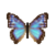 Butterfly-dead-aegamorphobluefemale.png
