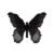 Butterfly-dead-scarletmormonmale.png