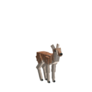 Deer-whitetail-male-baby.png