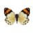 Butterfly-dead-eroessachiliensisfemale.png