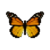 Butterfly-dead-monarch.png