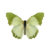 Butterfly-dead-commongreencharaxes.png