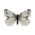 Butterfly-dead-greenveinedwhitefemale.png