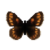 Butterfly-dead-theanoalpinemale.png