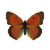 Butterfly-dead-dawncloudedbutterflymale.png