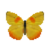 Butterfly-dead-orangebarredsulphurmale.png