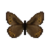 Butterfly-dead-juttaarctic.png