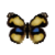 Butterfly-dead-yellowpansymale.png