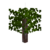 Acacia sapling