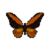 Butterfly-dead-wallacesgoldenbirdwingmale.png
