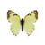 Butterfly-dead-mexicanmarbledwhitefemale.png
