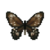 Butterfly-dead-commongreenbirdwingfemale.png