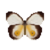 Butterfly-dead-silkyowl.png
