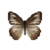 Butterfly-dead-chocolatealbatrosswetseasonfemale.png