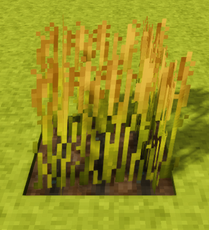 Rice-fully-grown-crop.png