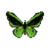 Butterfly-dead-commongreenbirdwingmale.png