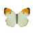 Butterfly-dead-orangetippedanglesulfur.png