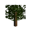 Greenspire cypress sapling